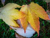Gelbrötliche Wilder Wein Blätter mit Wassertropfen
